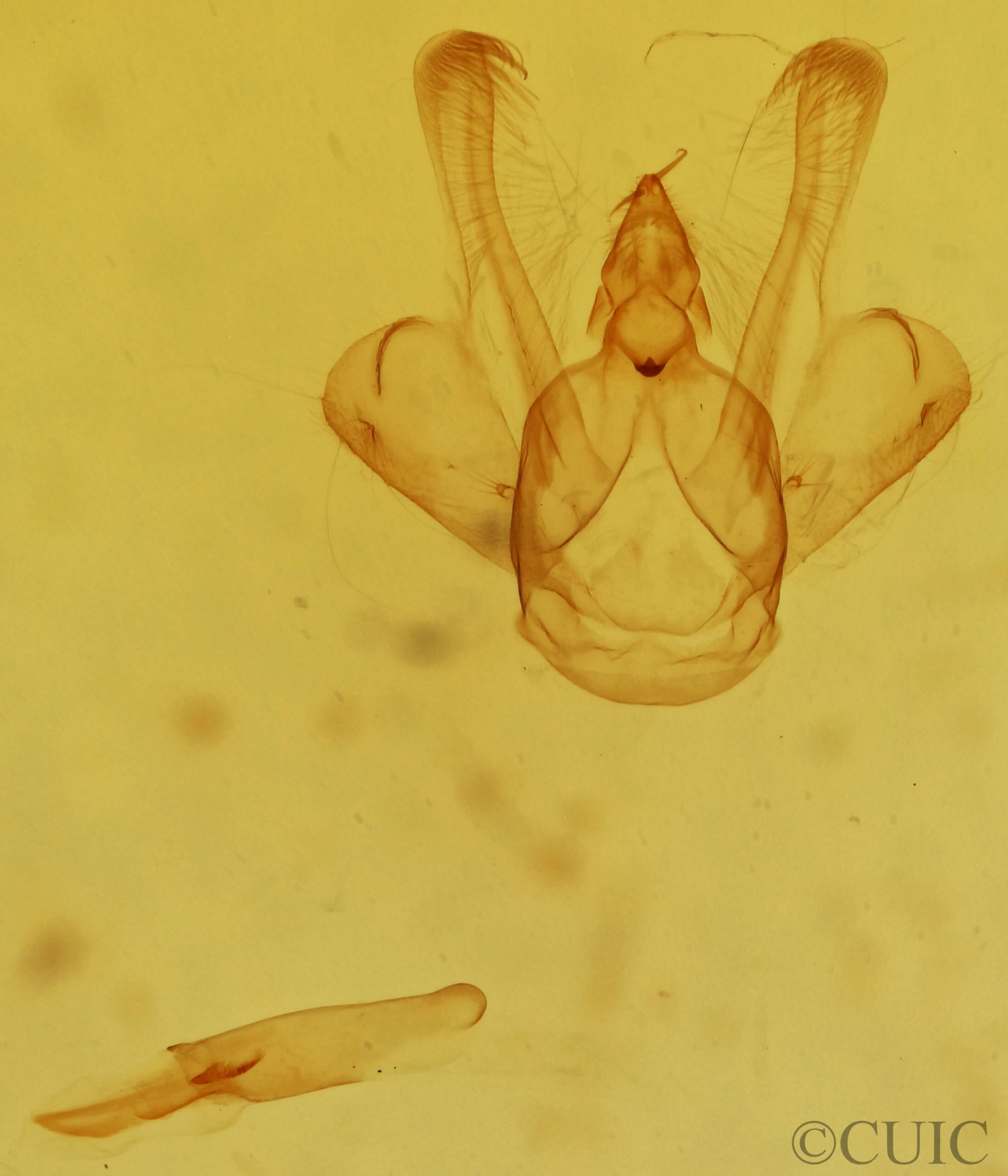genitalia view of adult Macaria fissinotata