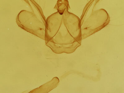 genitalia view of adult Macaria fissinotata