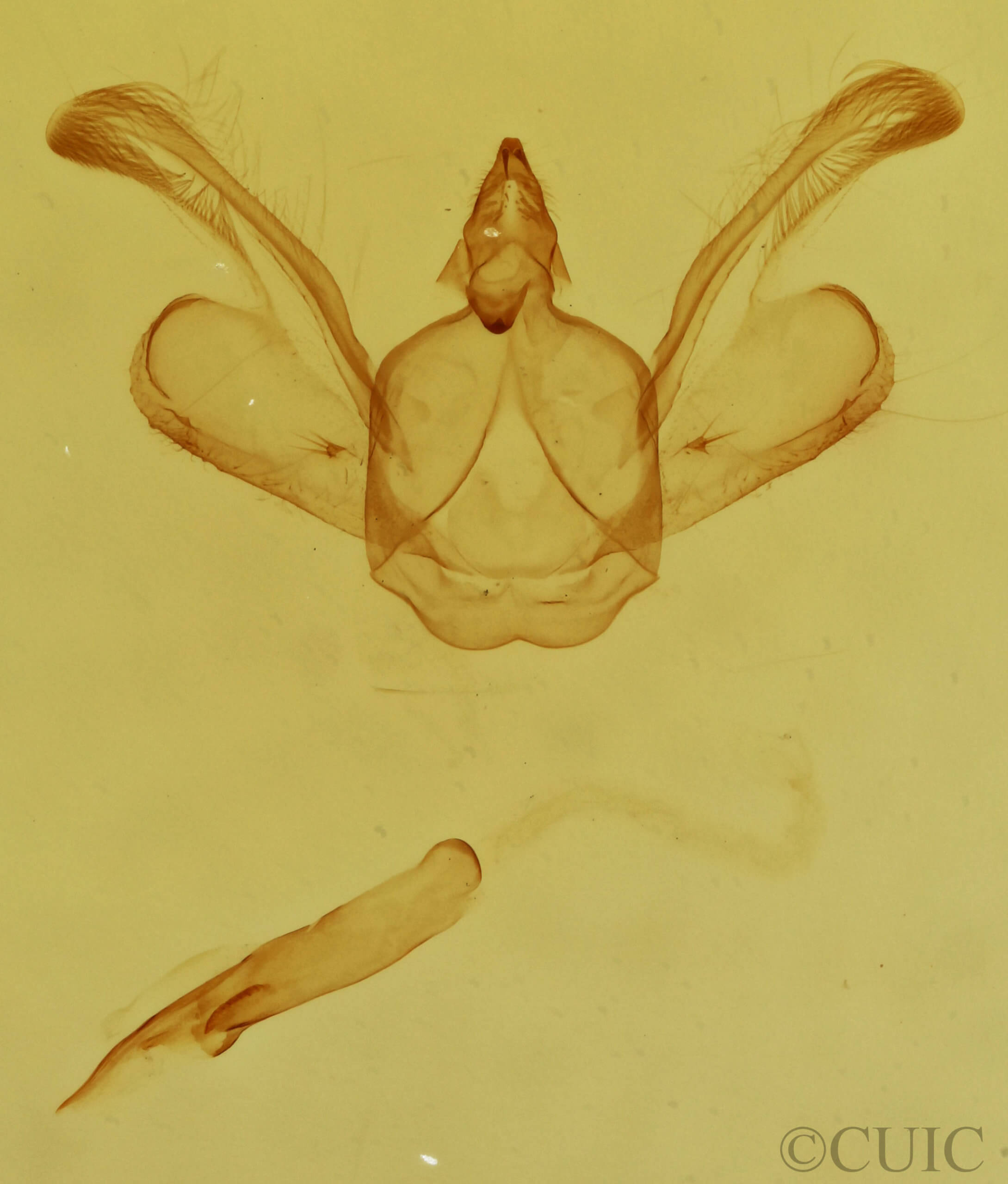 genitalia view of adult Macaria fissinotata