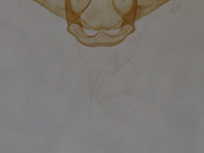 genitalia view of adult Macaria fissinotata