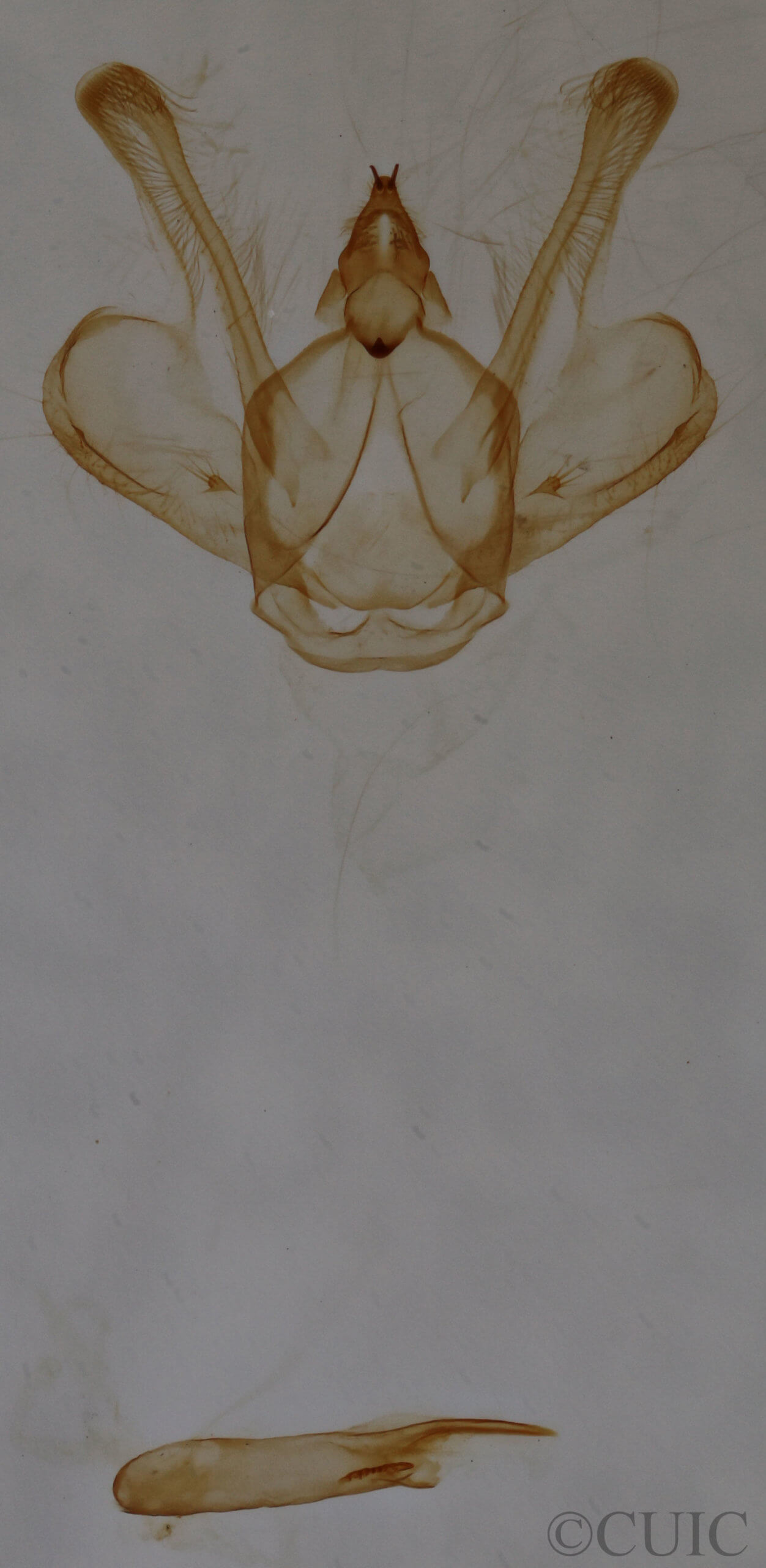 genitalia view of adult Macaria fissinotata