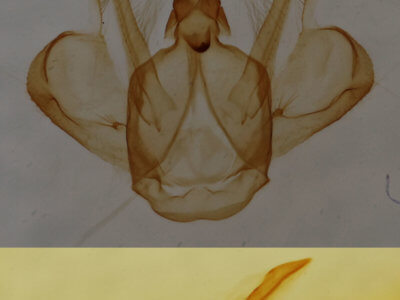genitalia view of adult Macaria fissinotata