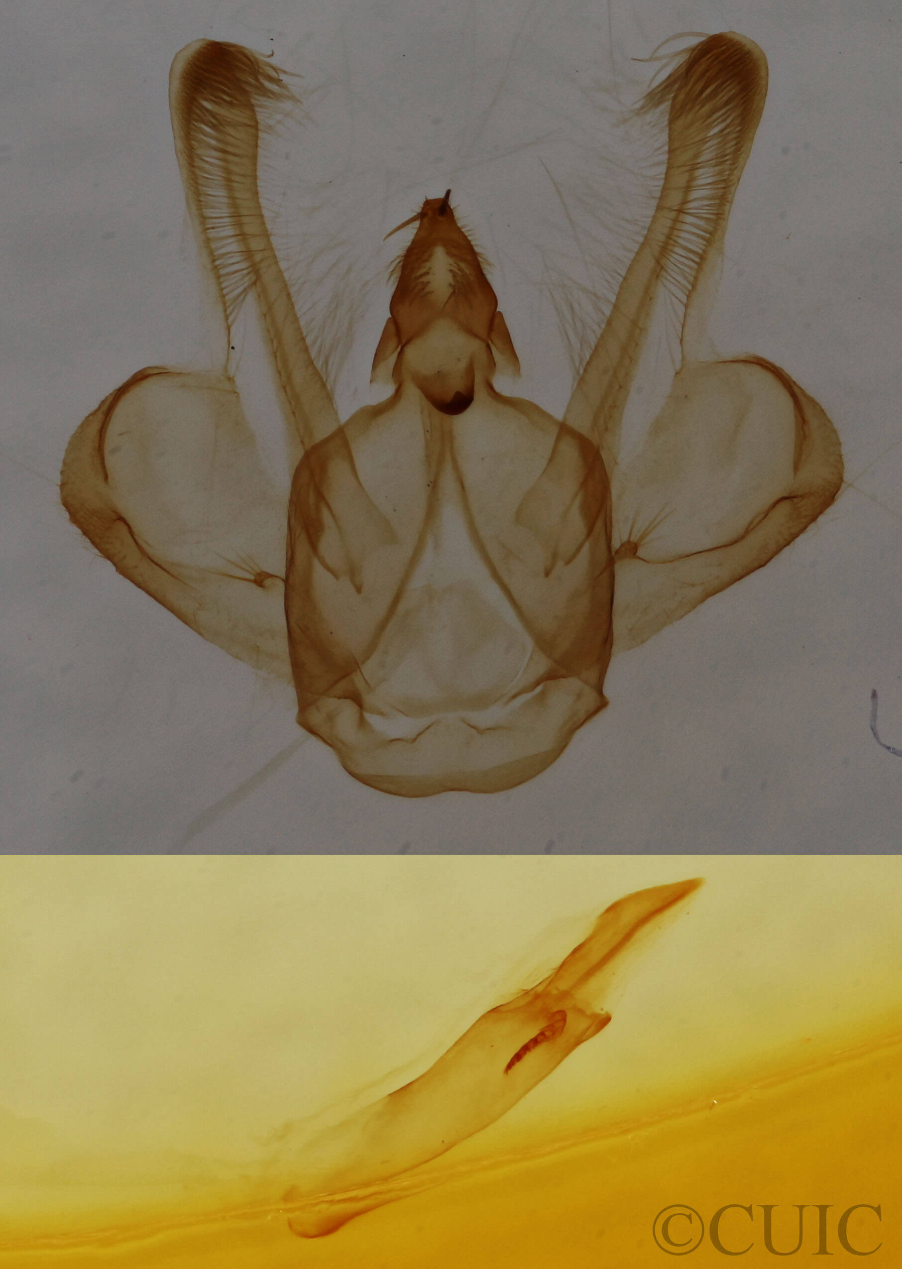 genitalia view of adult Macaria fissinotata