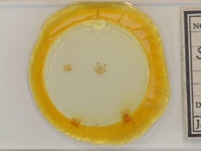 slide view of adult Macaria fissinotata