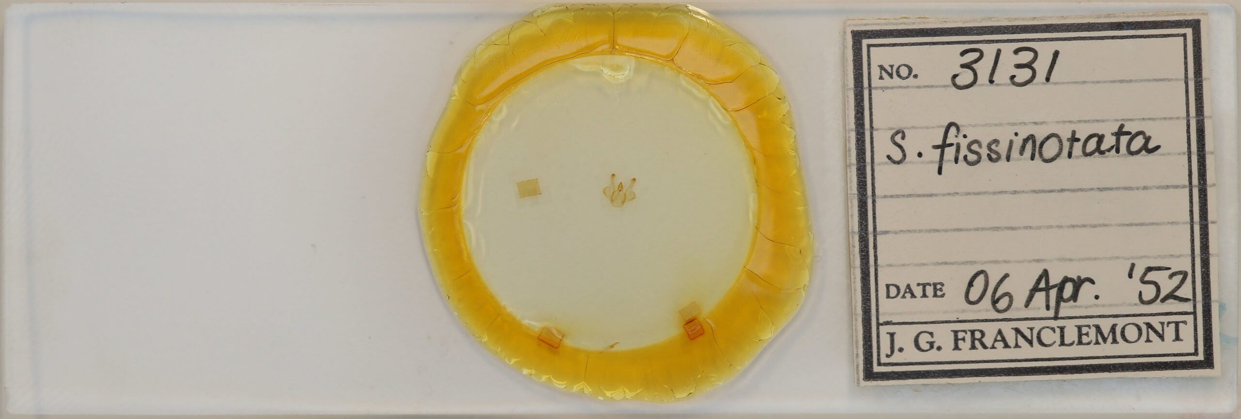 slide view of adult Macaria fissinotata