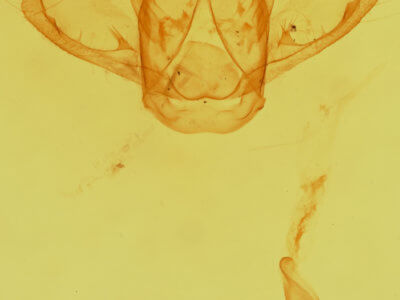genitalia view of adult Macaria granitata