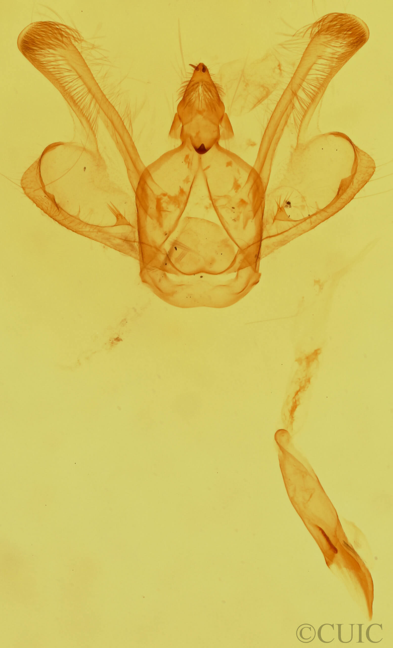 genitalia view of adult Macaria granitata