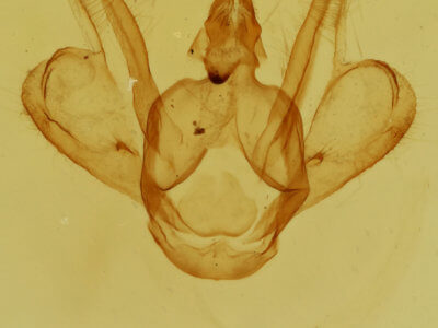 genitalia view of adult Macaria oweni