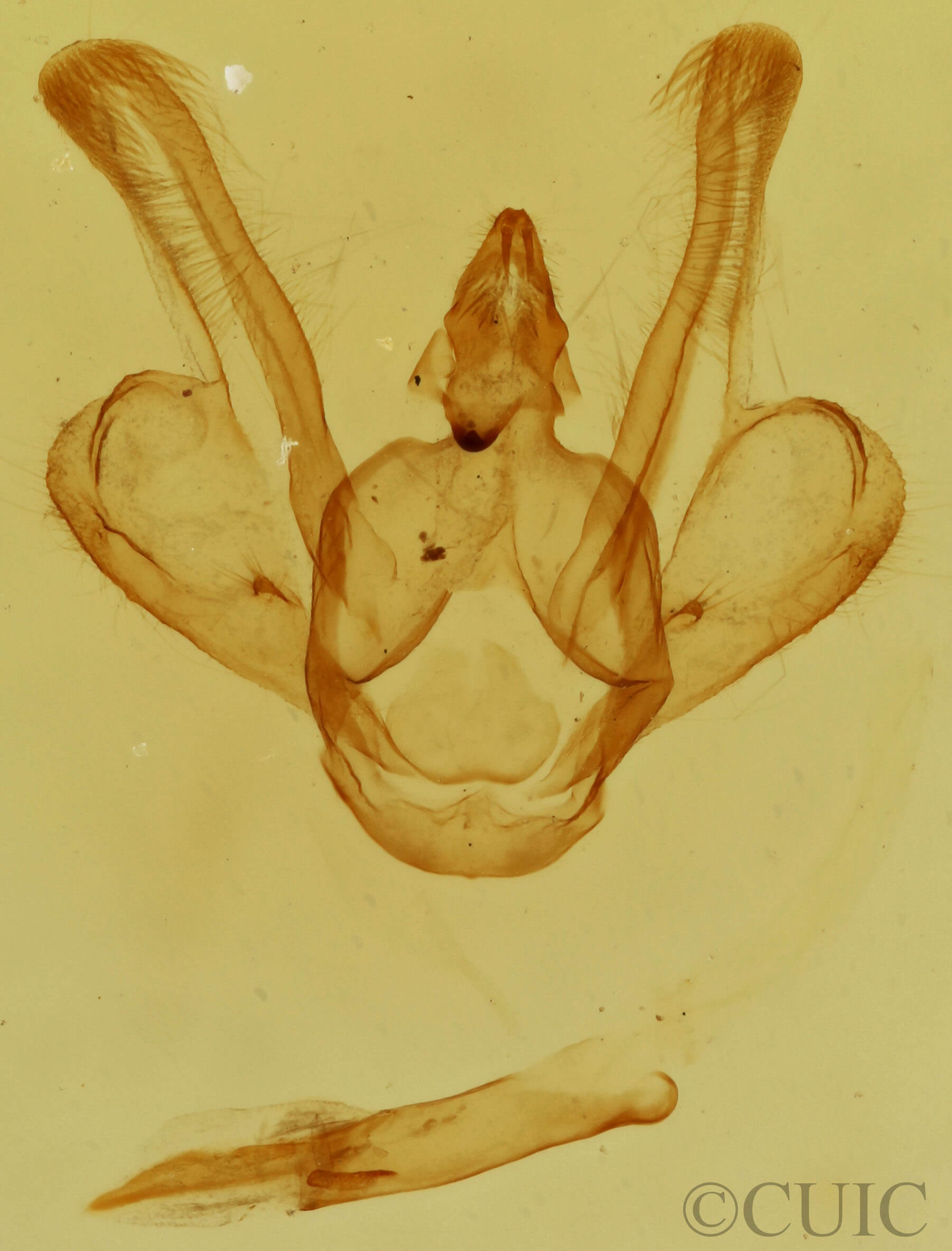 genitalia view of adult Macaria oweni