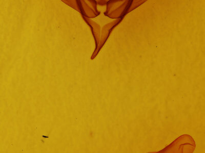 genitalia view of adult Sericaglaea signata