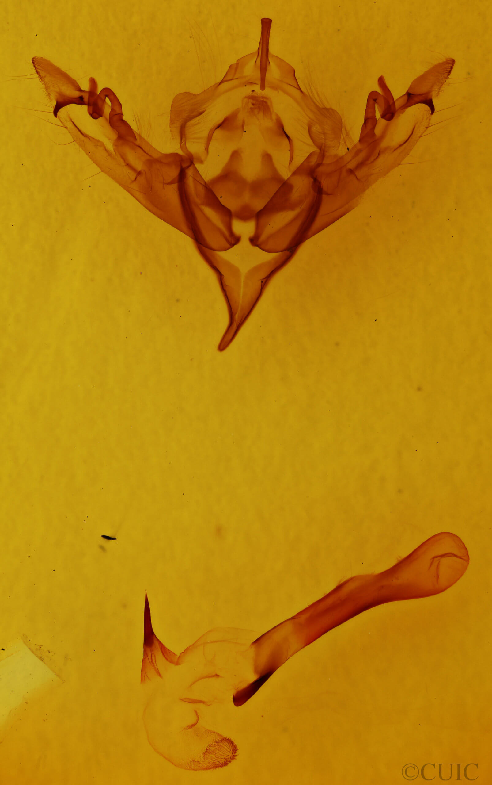 genitalia view of adult Sericaglaea signata