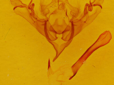 genitalia view of adult Sericaglaea signata