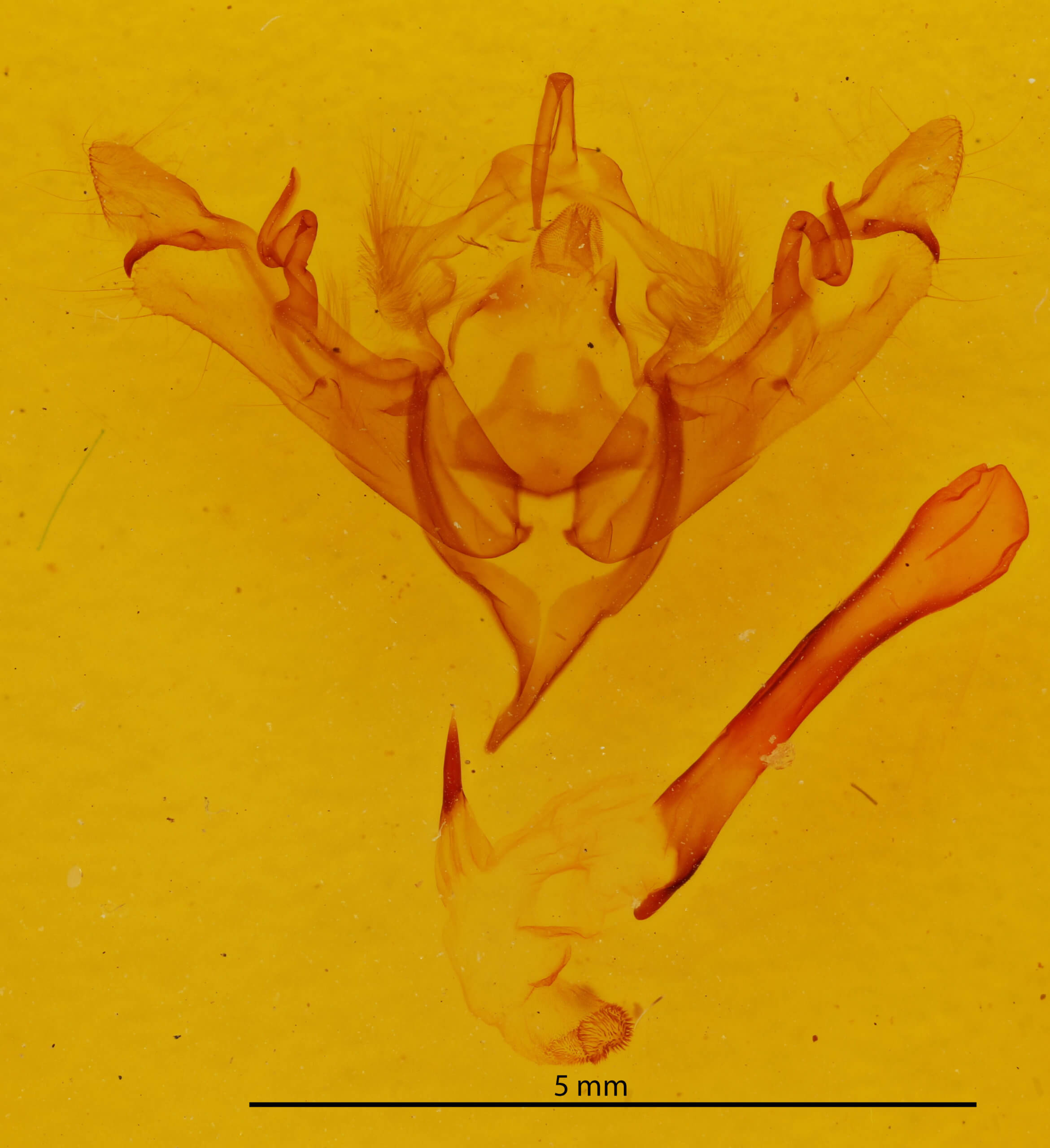 genitalia view of adult Sericaglaea signata