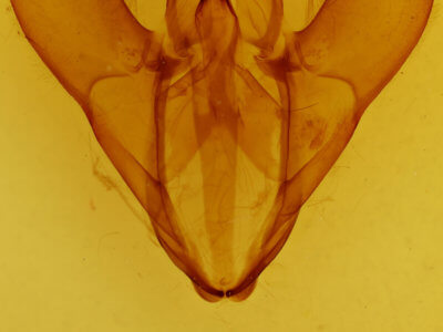 genitalia view of adult Spirama retorta