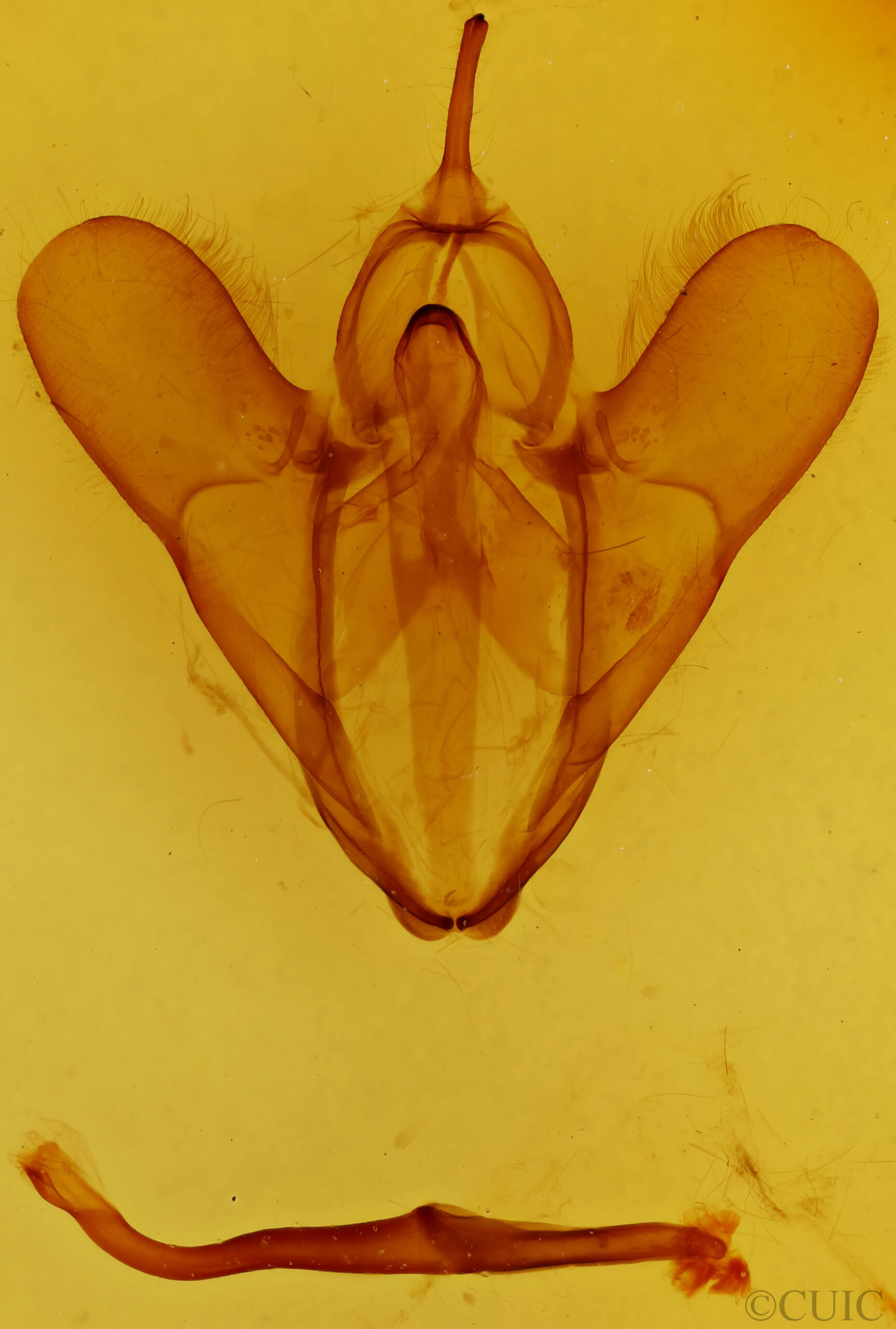 genitalia view of adult Spirama retorta