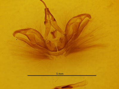 genitalia view of adult Spodoptera eridania