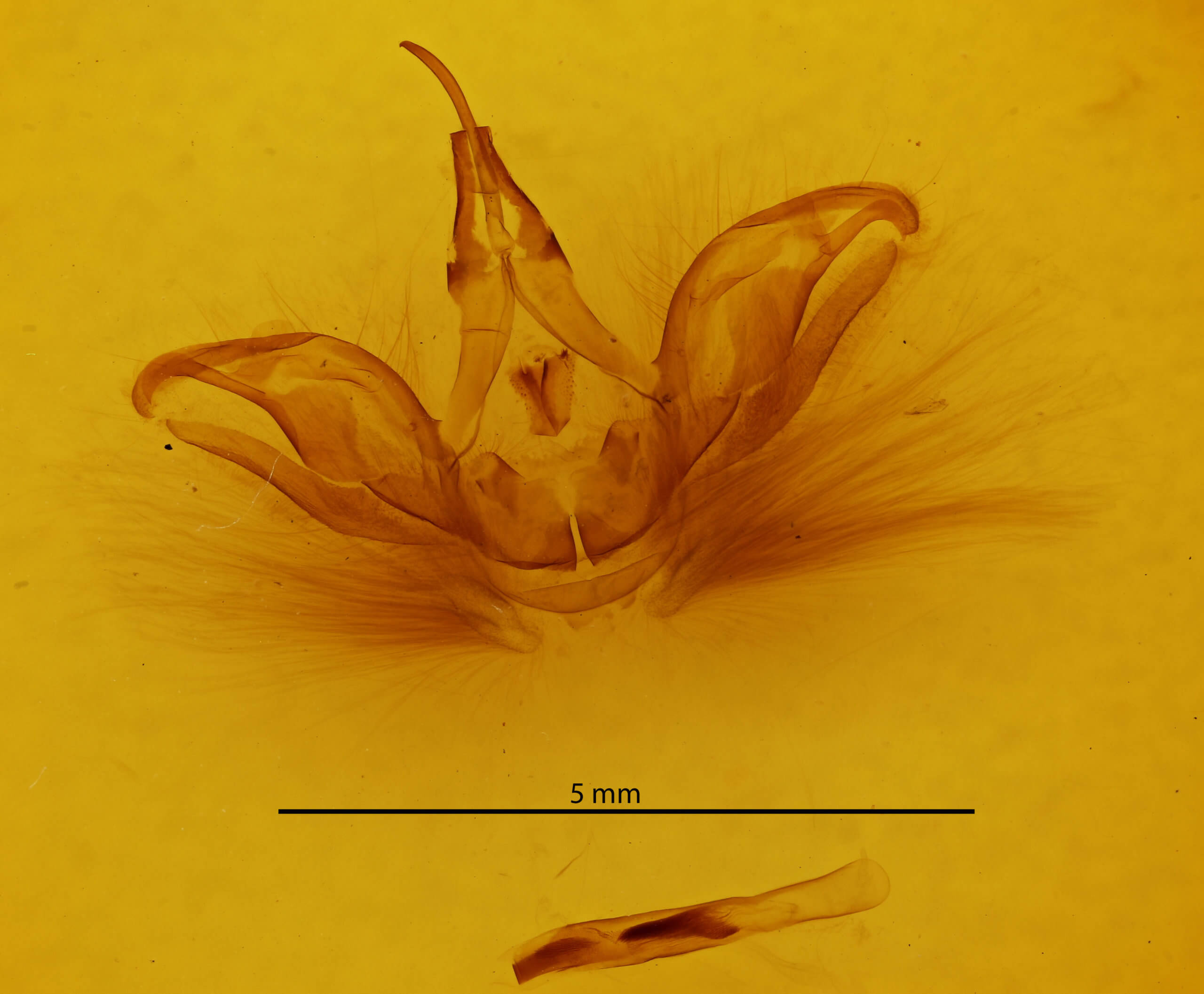 genitalia view of adult Spodoptera eridania