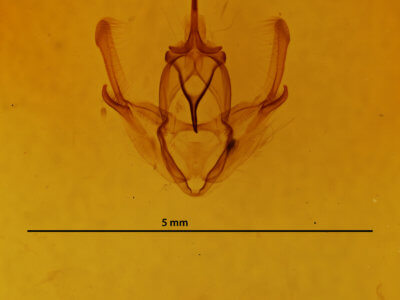 genitalia view of adult Pero