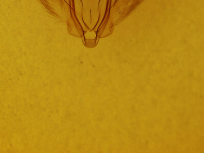 genitalia view of adult Pero radiosaria