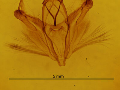 genitalia view of adult Pero zalissaria