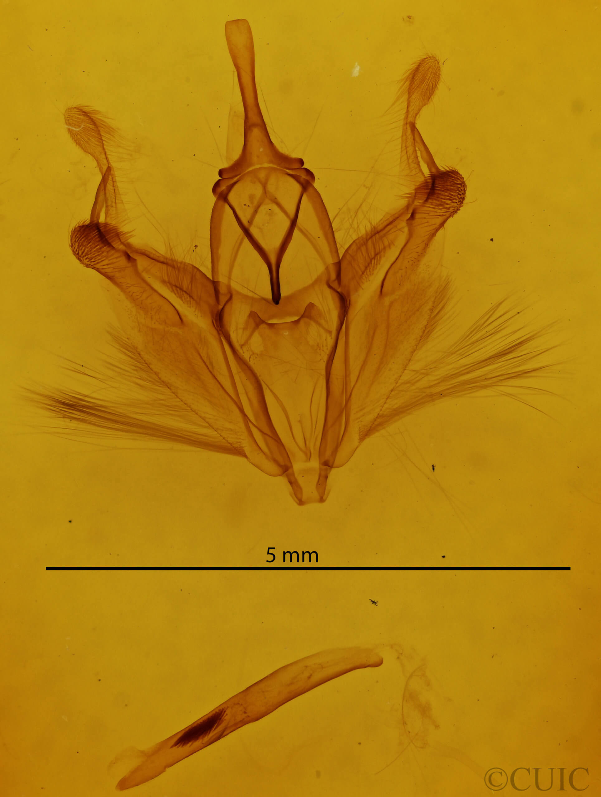 genitalia view of adult Pero zalissaria