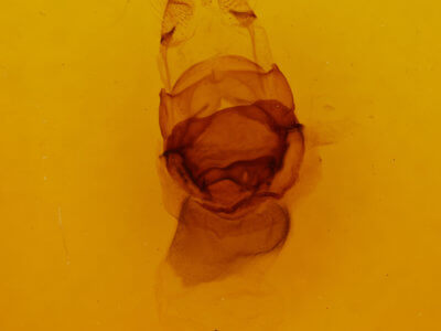 genitalia view of adult Symmerista suavis