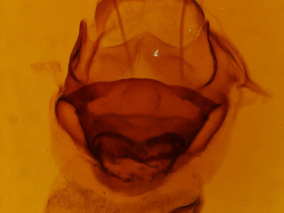 genitalia view of adult Symmerista suavis