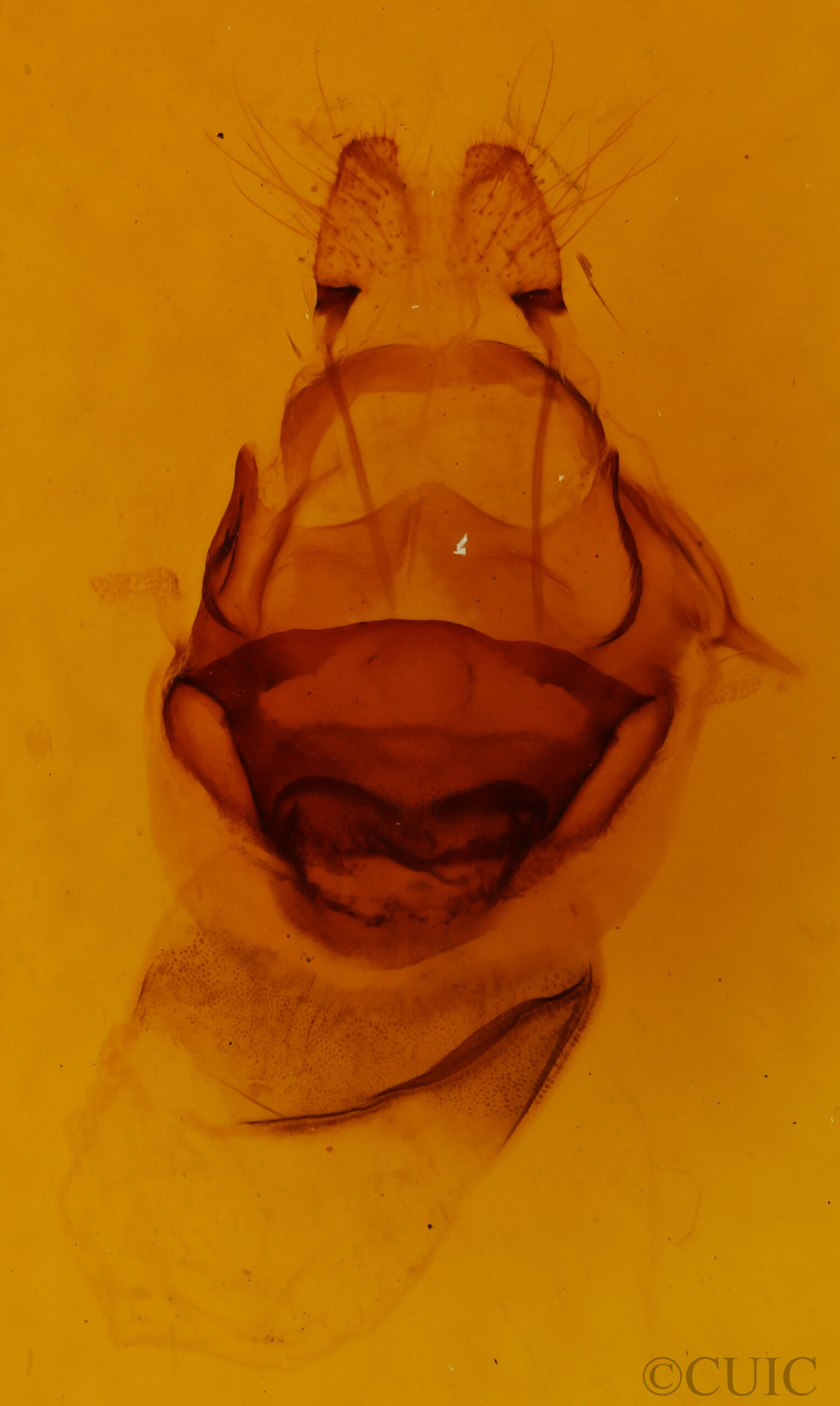 genitalia view of adult Symmerista suavis