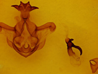 genitalia view of adult Symmerista zcualpana