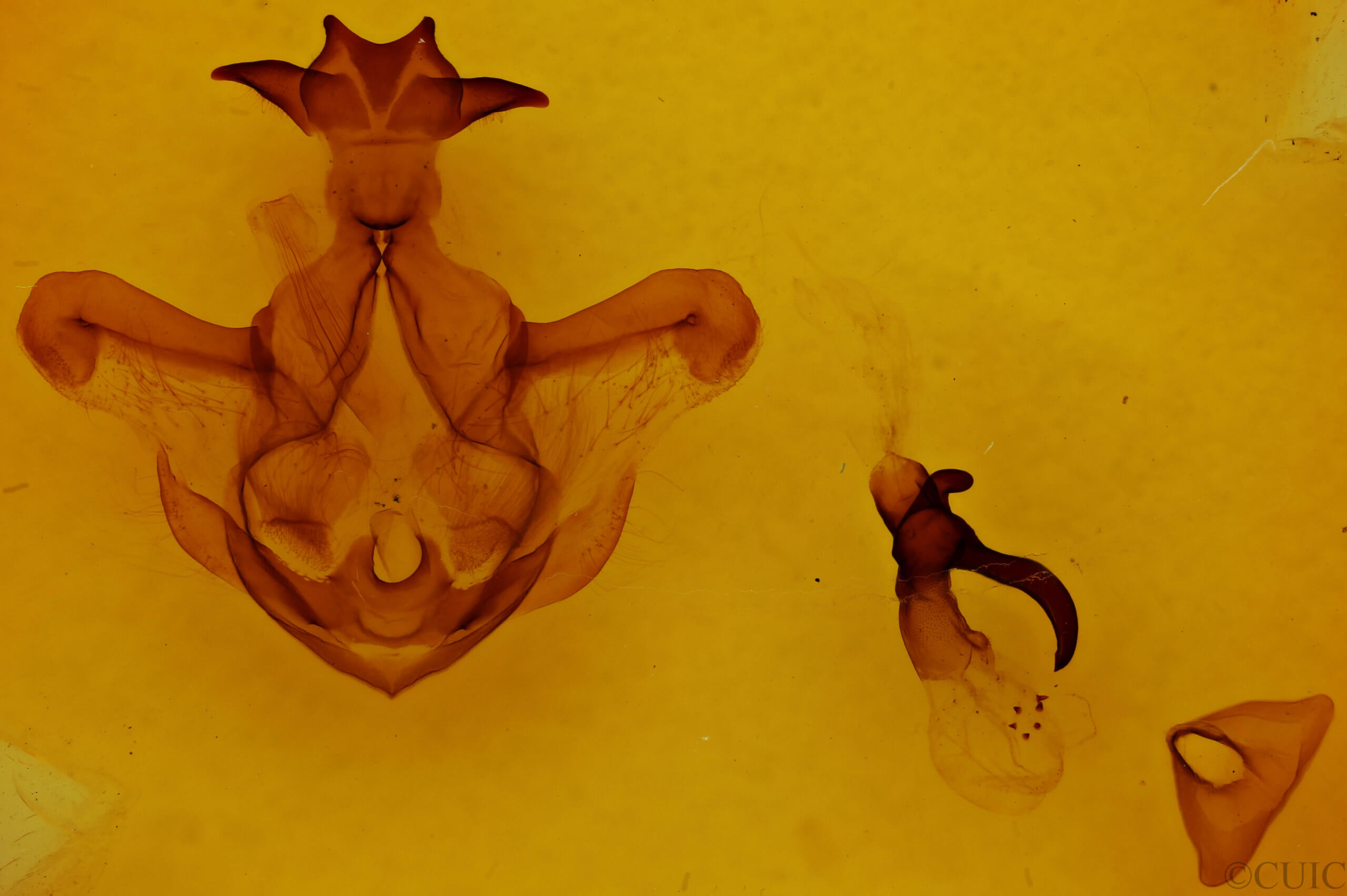 genitalia view of adult Symmerista zcualpana