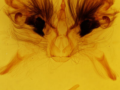 genitalia view of adult Sympis rufibasis