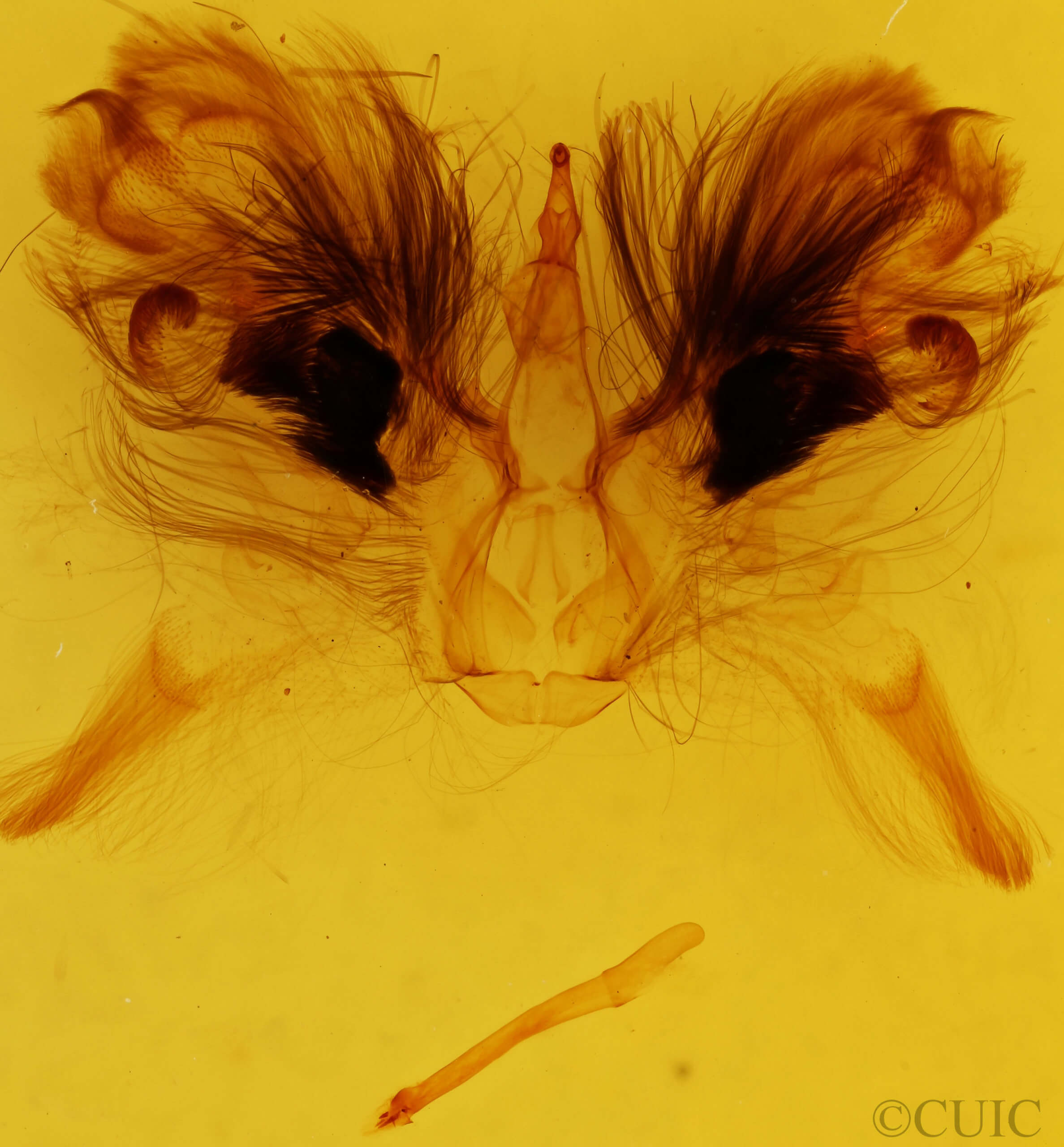 genitalia view of adult Sympis rufibasis