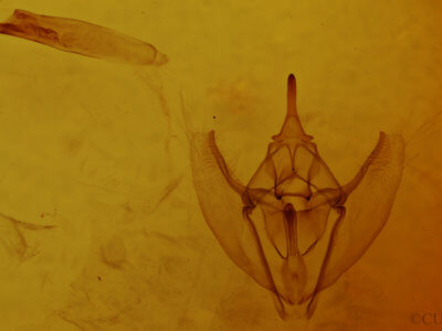 genitalia view of adult Tetracis