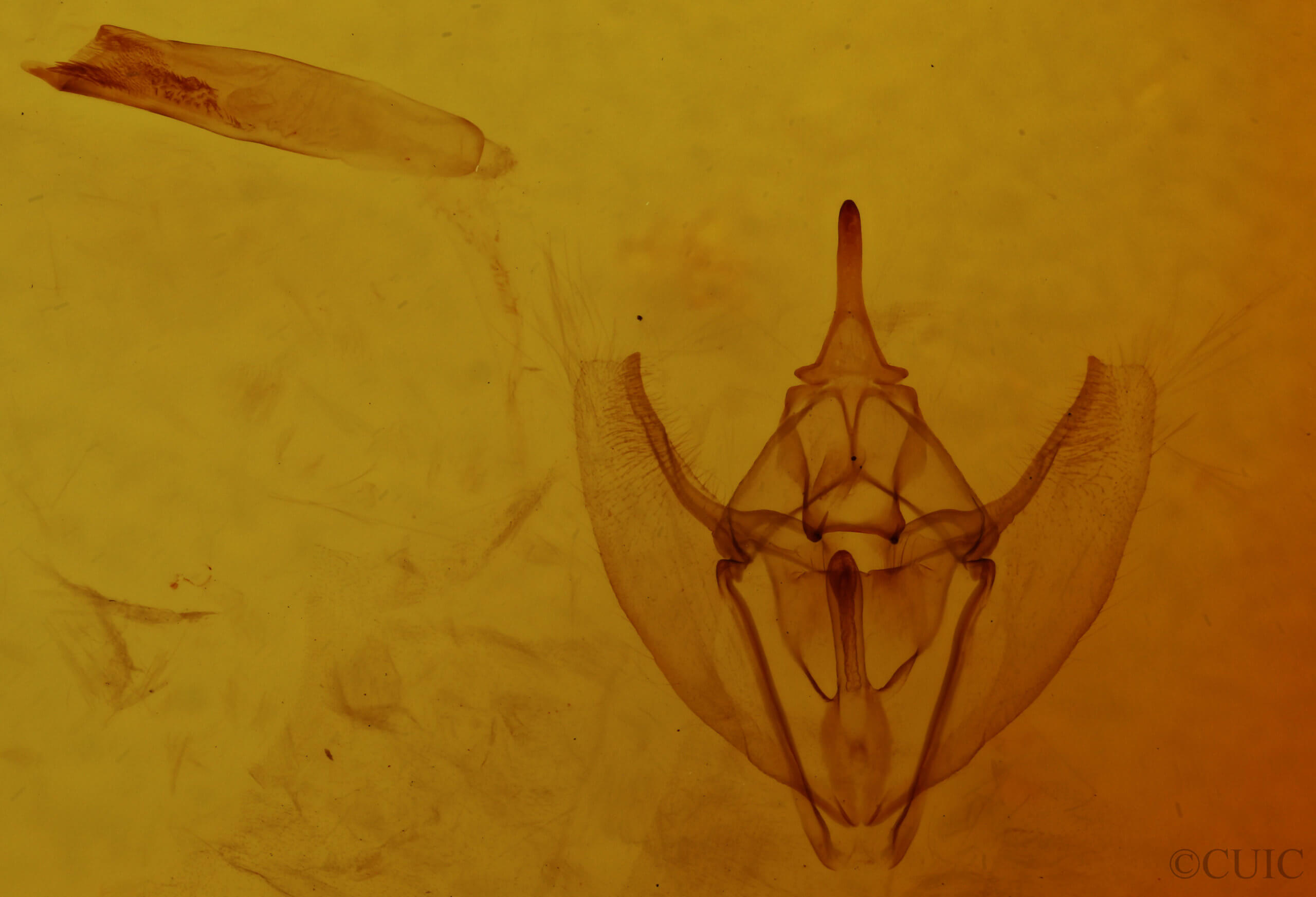 genitalia view of adult Tetracis