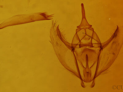 genitalia view of adult Tetracis formosa