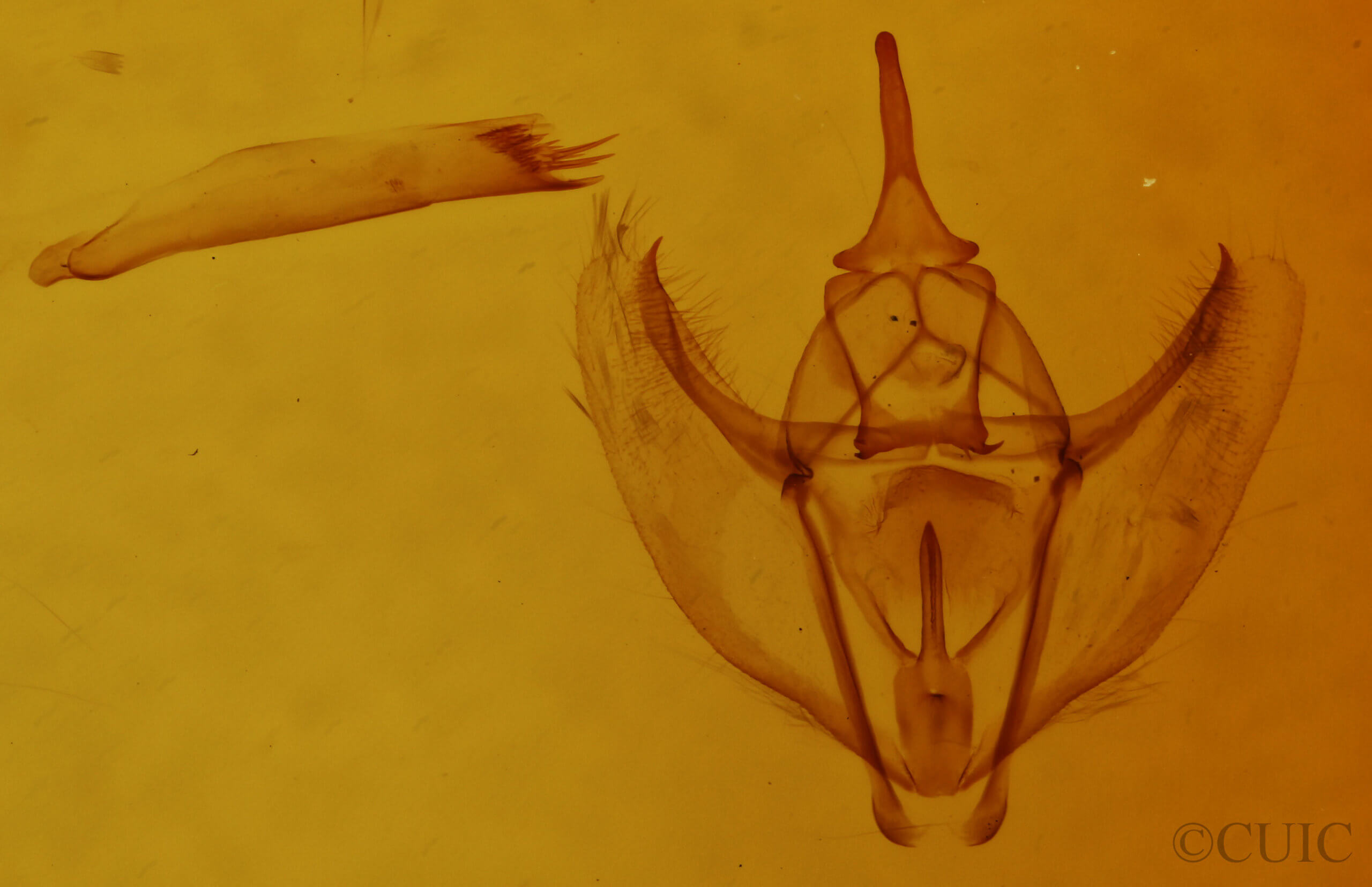 genitalia view of adult Tetracis formosa