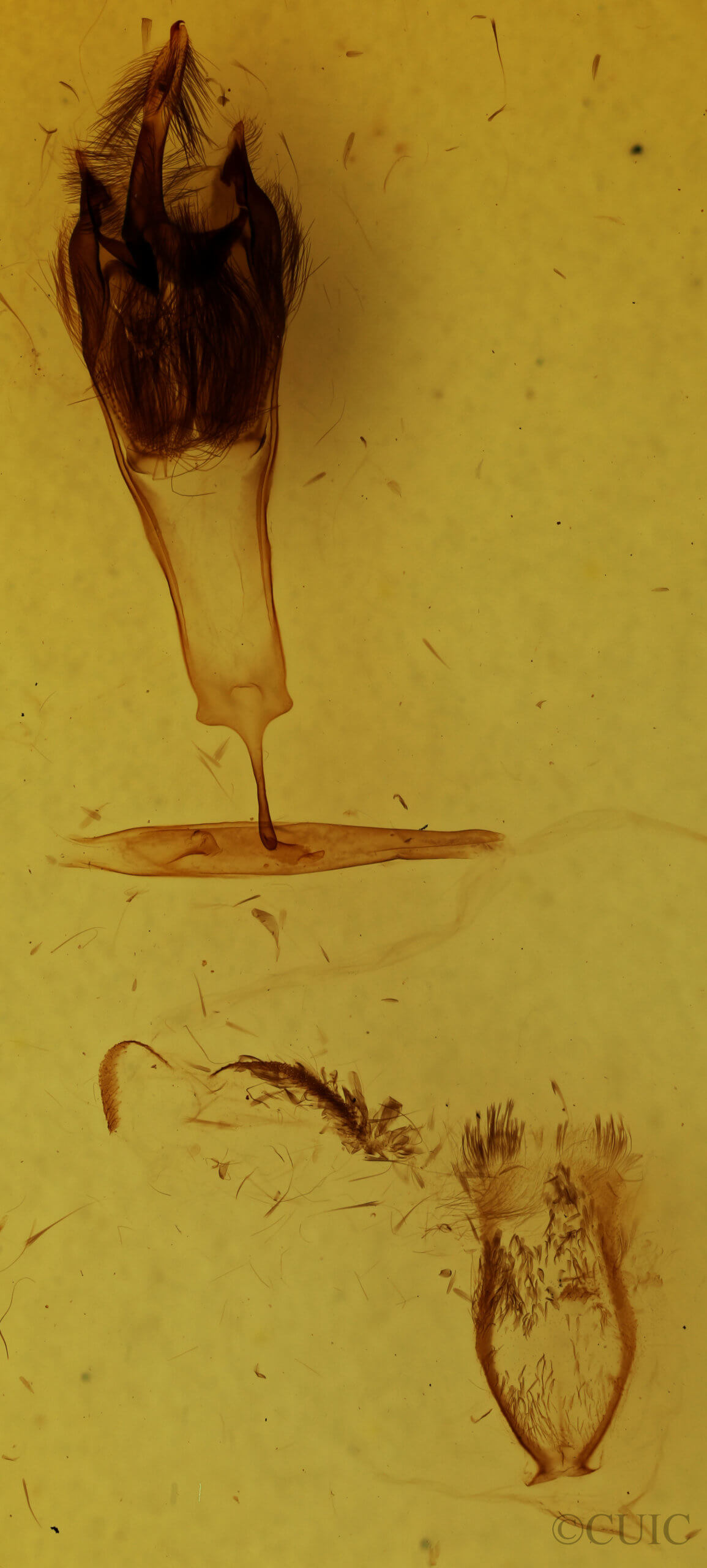 genitalia view of adult Targalla suffundens