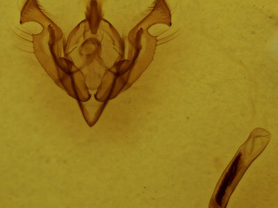 genitalia view of adult Ichneutica propria