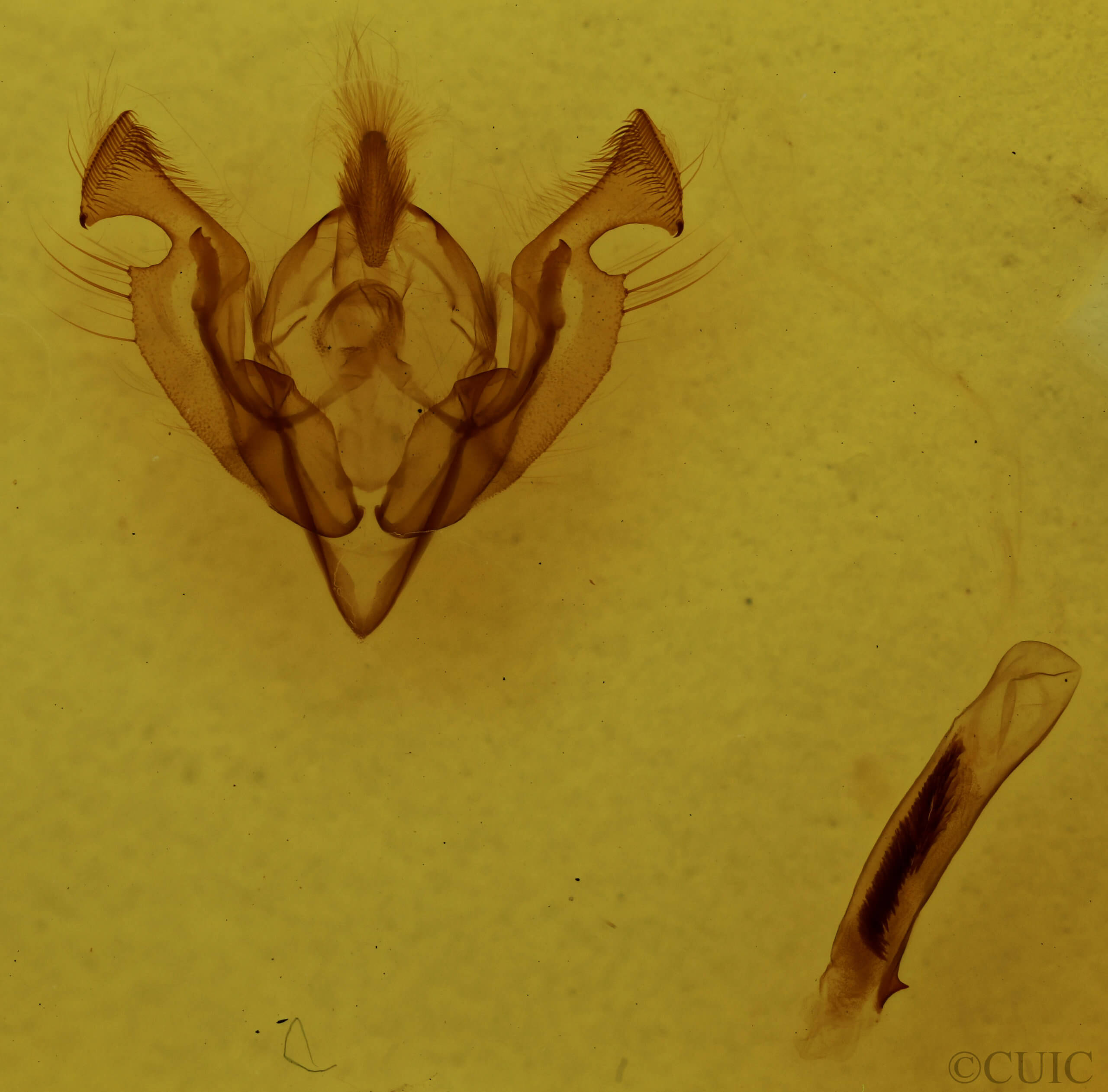 genitalia view of adult Ichneutica propria