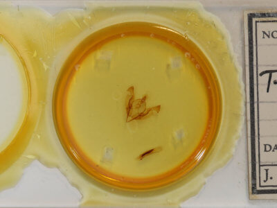 slide view of adult Ichneutica propria