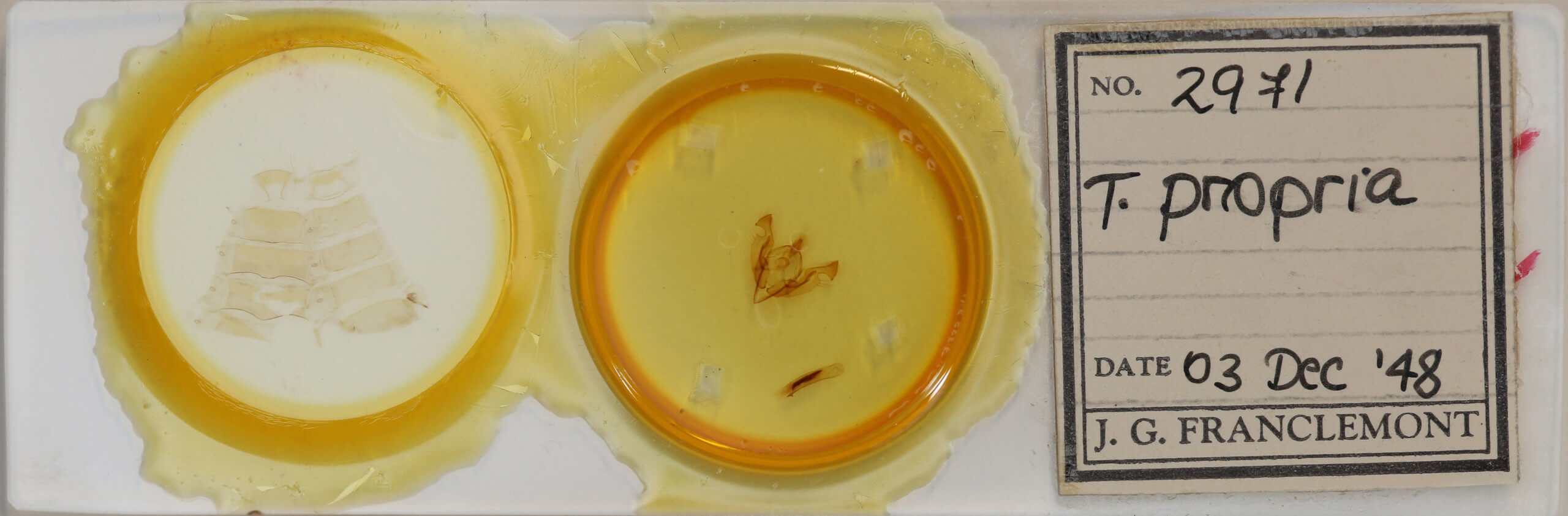 slide view of adult Ichneutica propria