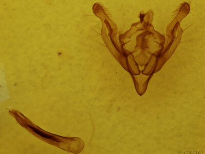genitalia view of adult Ichneutica paraxysta