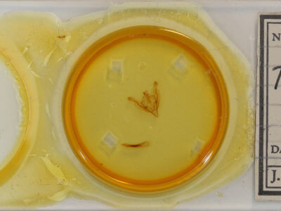 slide view of adult Ichneutica paraxysta