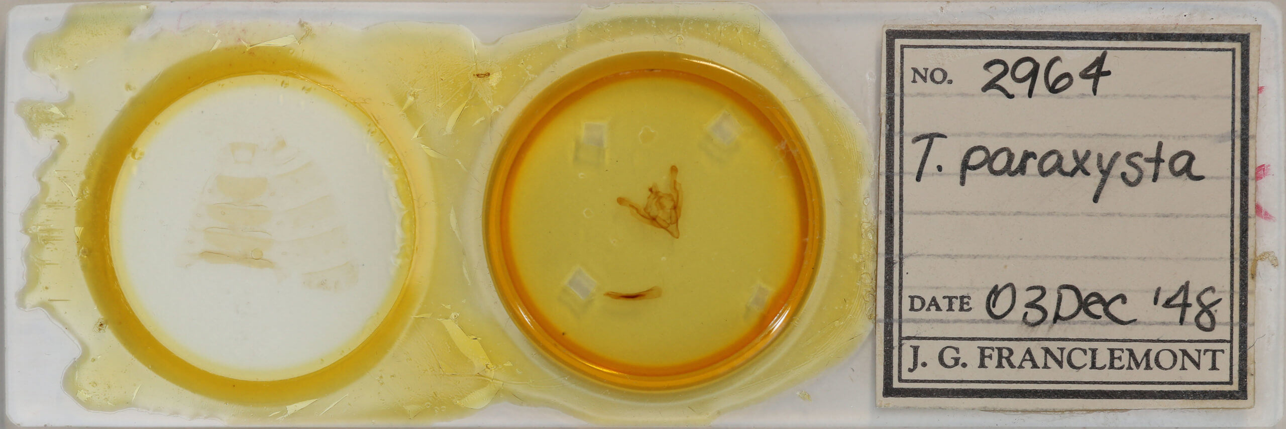 slide view of adult Ichneutica paraxysta