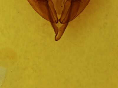 genitalia view of adult Ichneutica purdii