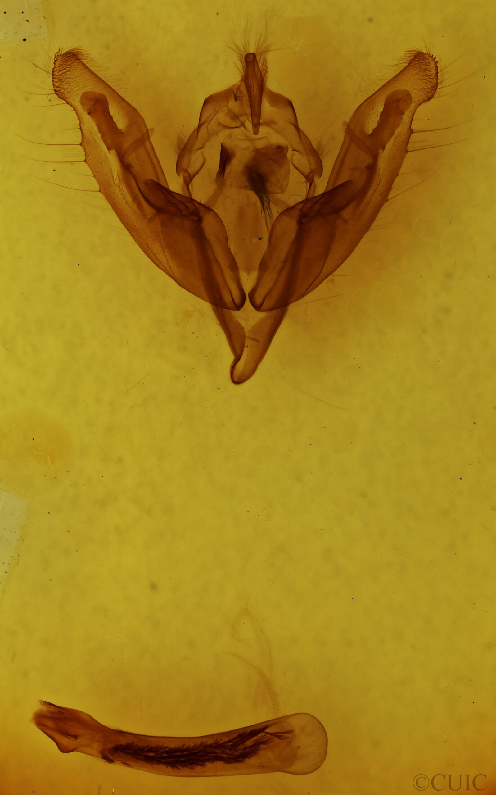 genitalia view of adult Ichneutica purdii
