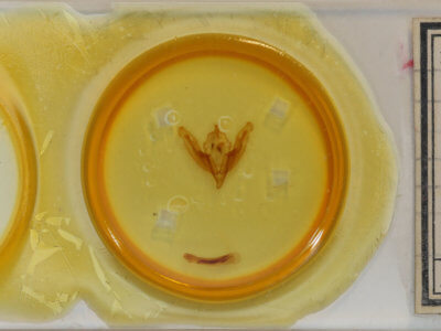 slide view of adult Ichneutica purdii