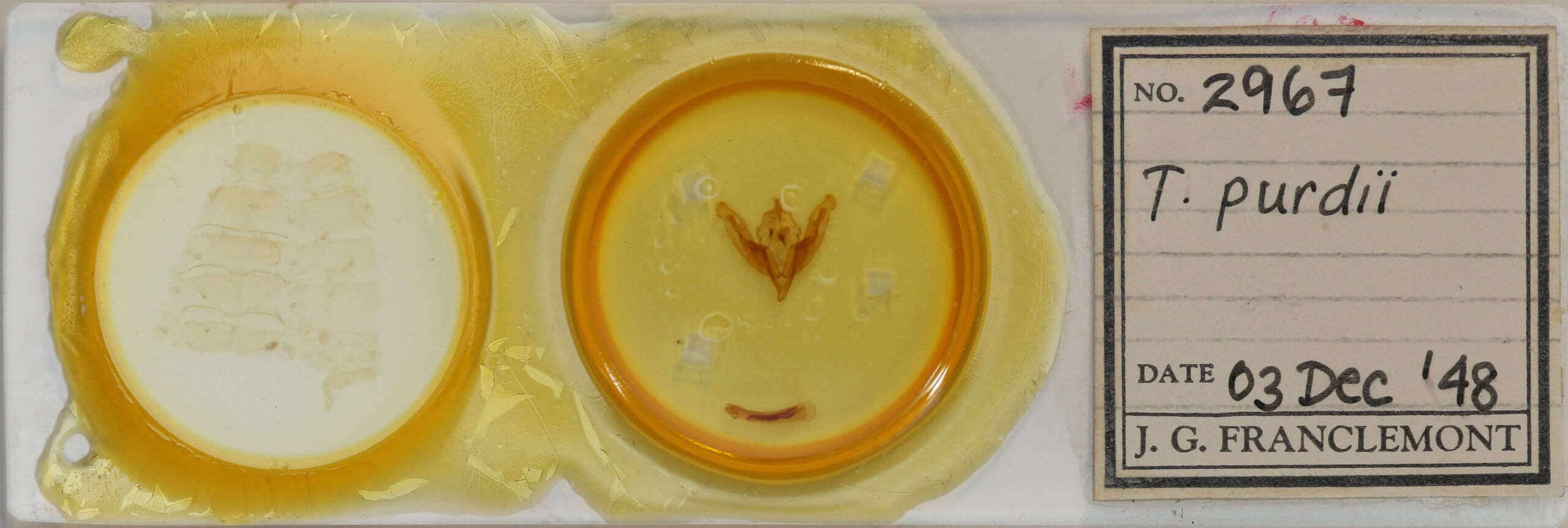 slide view of adult Ichneutica purdii