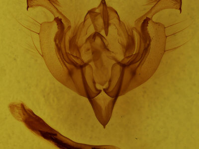 genitalia view of adult Ichneutica semivittata