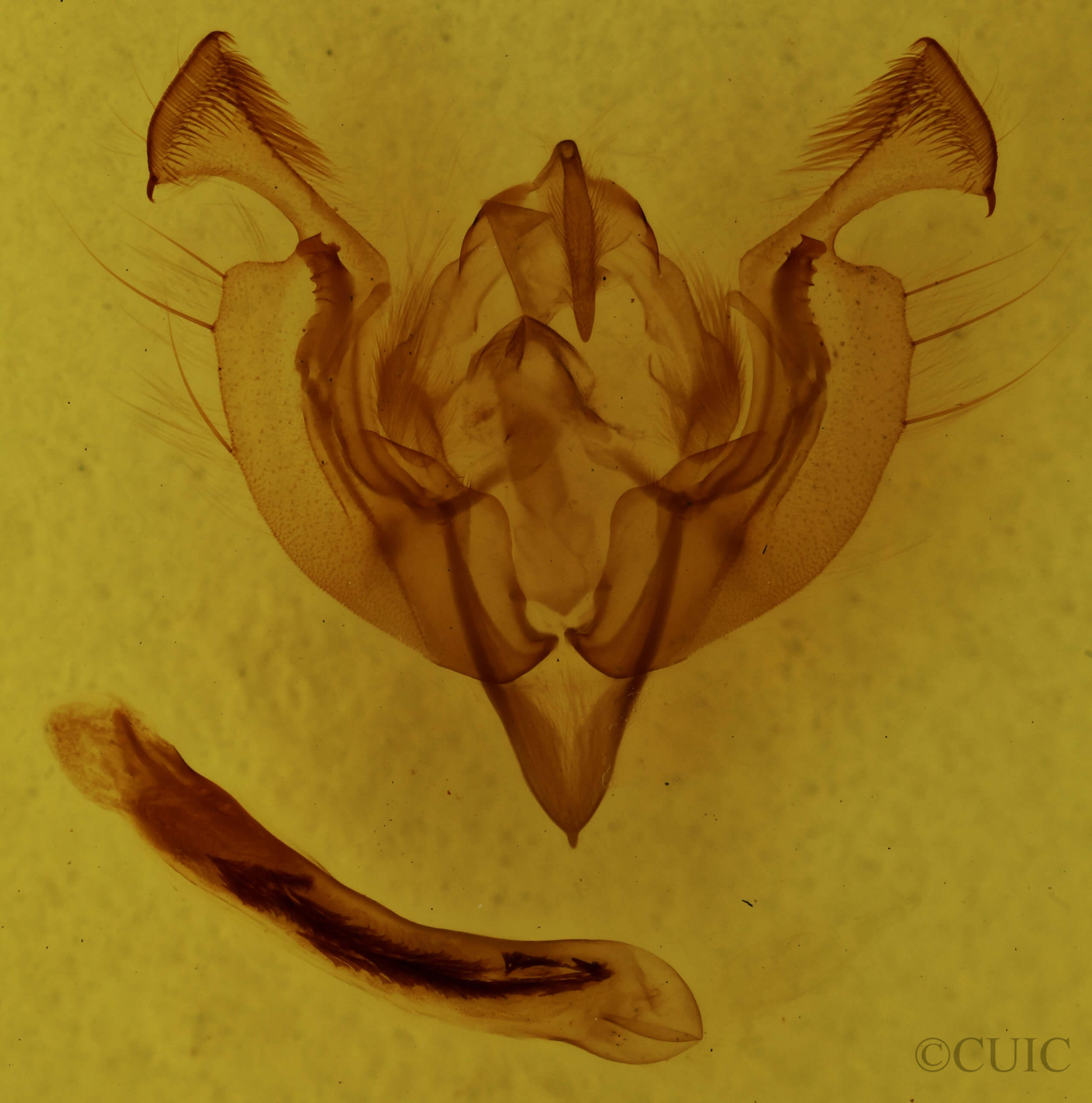 genitalia view of adult Ichneutica semivittata